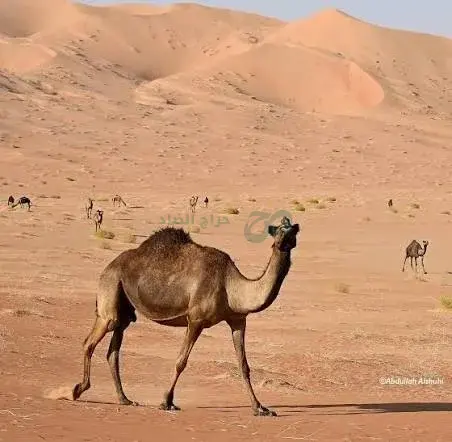صورة مصغرة 3 من 4 — ابل يوصل اي مكان