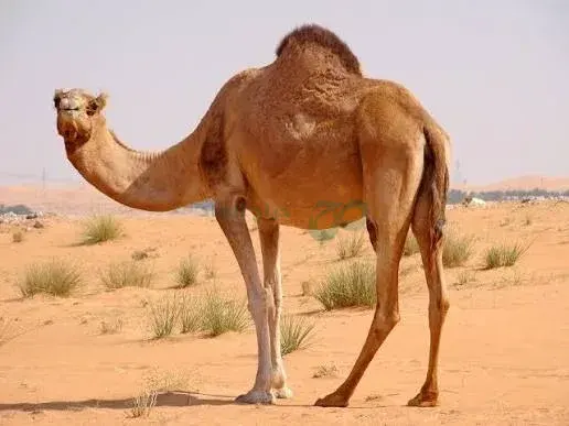 صورة مصغرة 2 من 4 — ابل يوصل اي مكان
