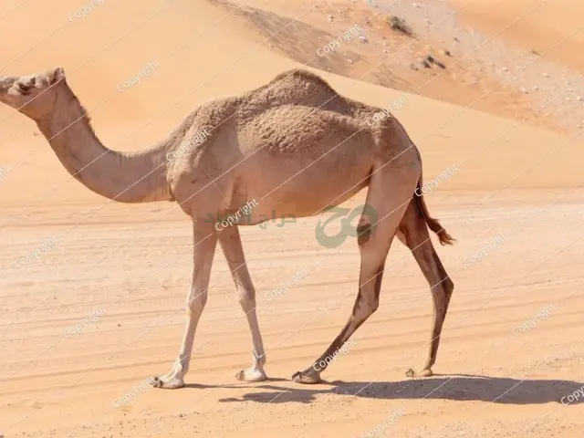 صورة مصغرة 4 من 4 — ابل يوصل اي مكان