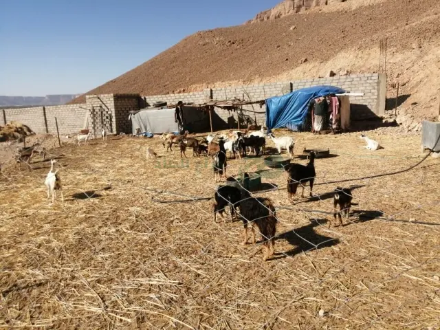 صورة مصغرة 2 من 5 — للبيع أرض زراعية 17الف متر القطن - بروج